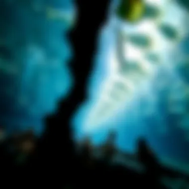 Notable Exploring the Lost Chambers Aquarium: A Deep Dive into Aquatic Marvels Notable Exploring the Lost Chambers Aquarium: A Deep Dive into Aquatic Marvels